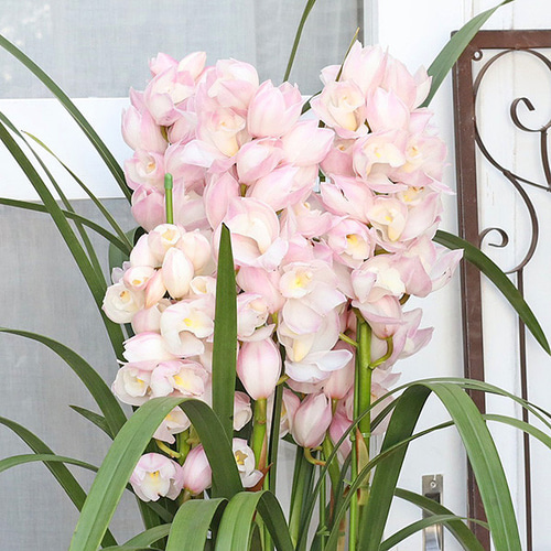 値引きセール 現品販売 鉢花 シンビジューム エレガントレディ 5本