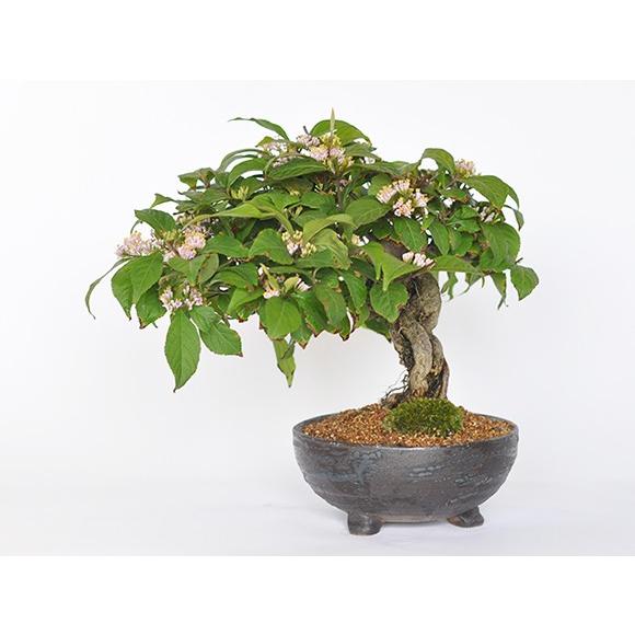 紫式部 紫の実のなる盆栽 盆栽 松 豪華 盆景 風景を楽しむ 育て方冊子