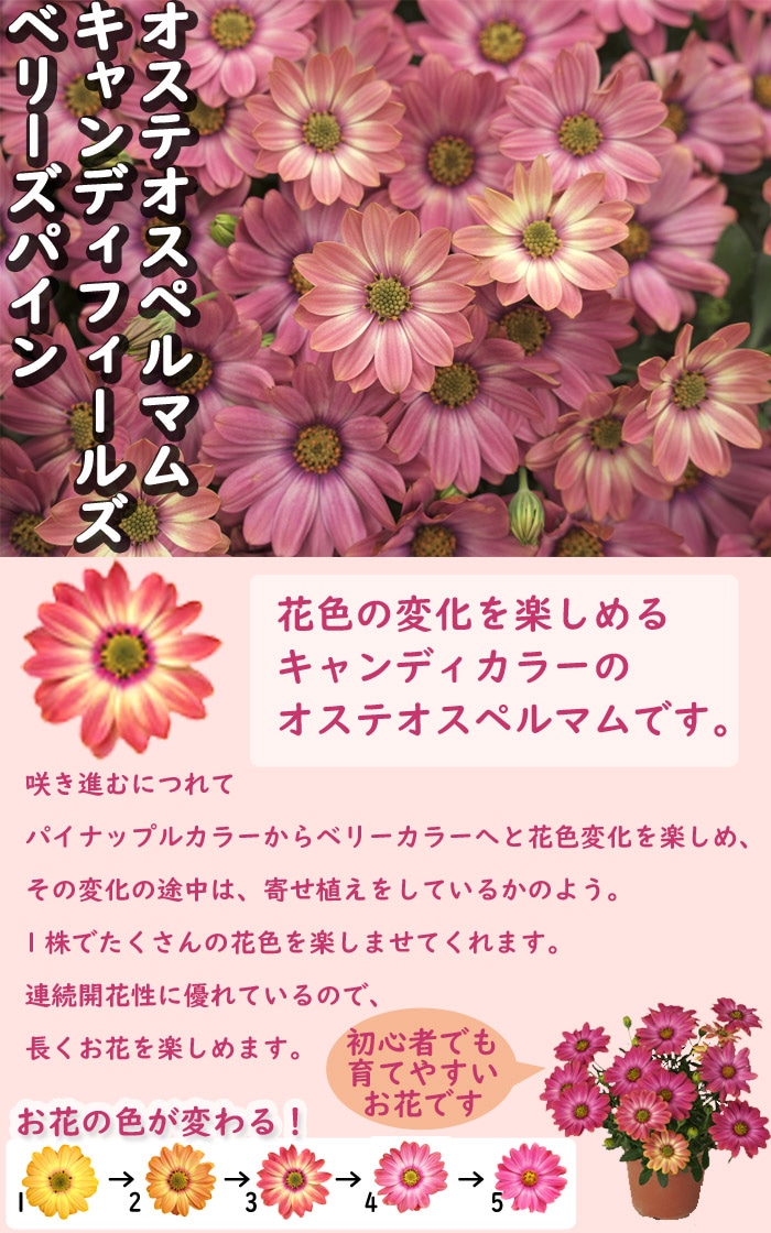 花苗 苗 オステオスペルマム キャンディフィールズ ベリーズパイン