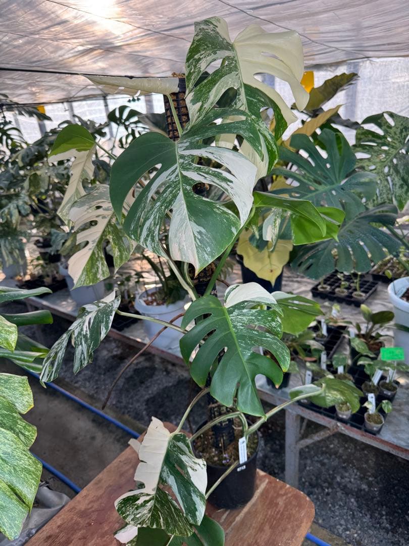 AB3モンステラ　ボルギシアナ　アルボ　白斑入り　鉢モスポール付き　高100cm 厳選】モンステラ・デリシオーサ var.ボルシギアナ 'アルボ (ホワイト