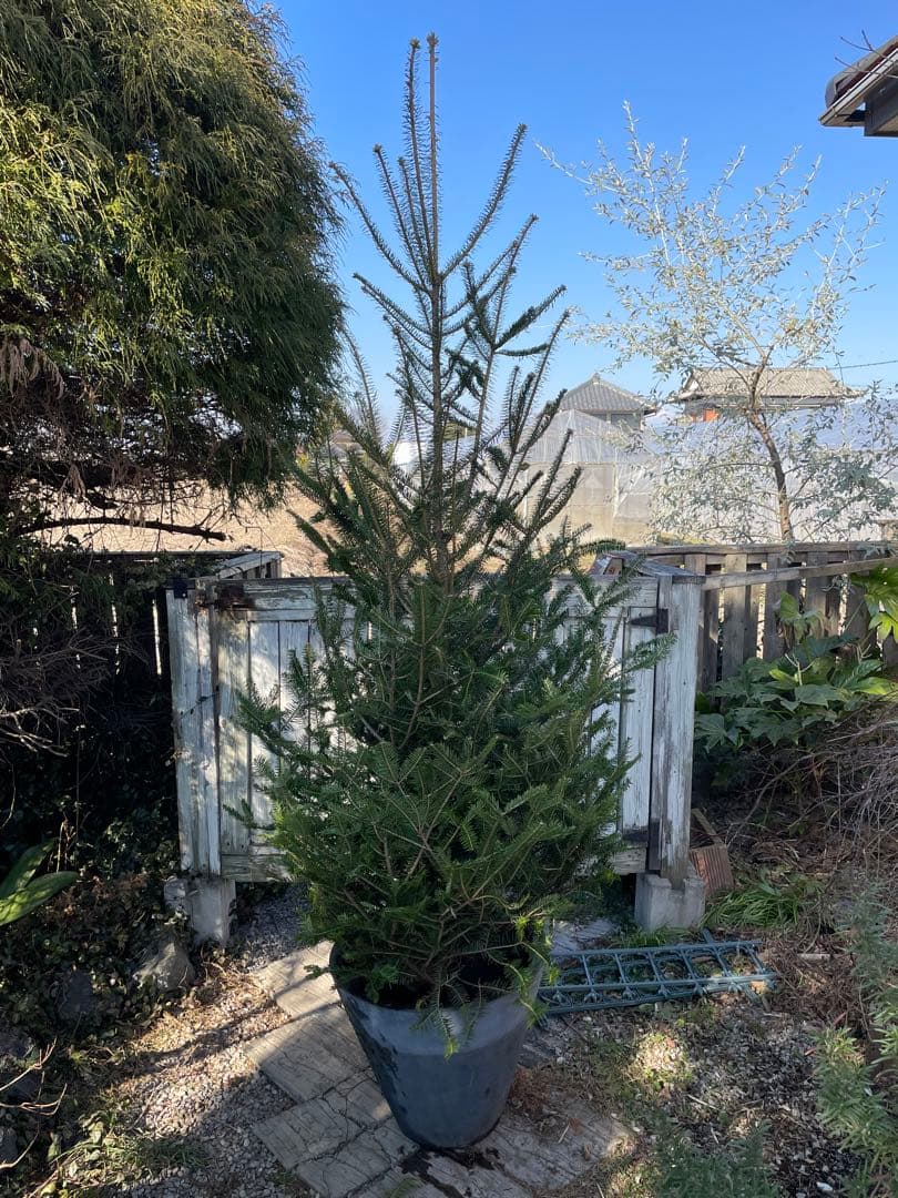 庭木　もみの木　ウラジロモミノキ　樹高約210センチ　引取り歓迎　久喜市　配達可 楽天市場】【現品発送】もみの木(ウラジロモミノキ) 樹高1.0-1.3m(根鉢